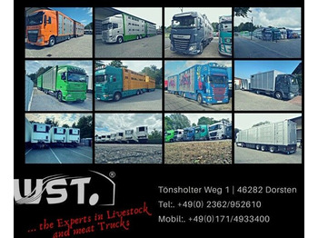Refrigerator semi-trailer Schmitz Cargobull Tiefkühl  Blumenbreit Vector 1550 Stom/Diesel: picture 2