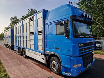 DAF XF 95.530 6x2 / 2 VERDIEPINGEN / 2 ETAGE / KOMBINATIE - Livestock truck: picture 1