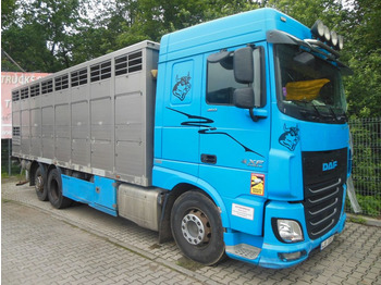 Livestock truck DAF XF 106.460, MENKE-JANZEN, UNFALL-FAHRBAR!!: picture 2