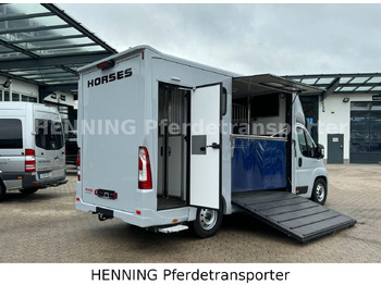 Livestock truck Peugeot Boxer 3 - Sitzer *GROSSE SATTELKAMMER*: picture 4