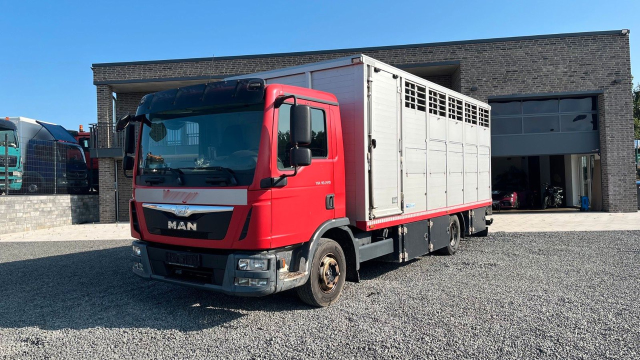 MAN TGL 10.220 Viehtransporter Rampe Trennwände - Horse truck: picture 2 MAN TGL 10.220 Viehtransporter Rampe Trennwände - Horse truck: picture 2