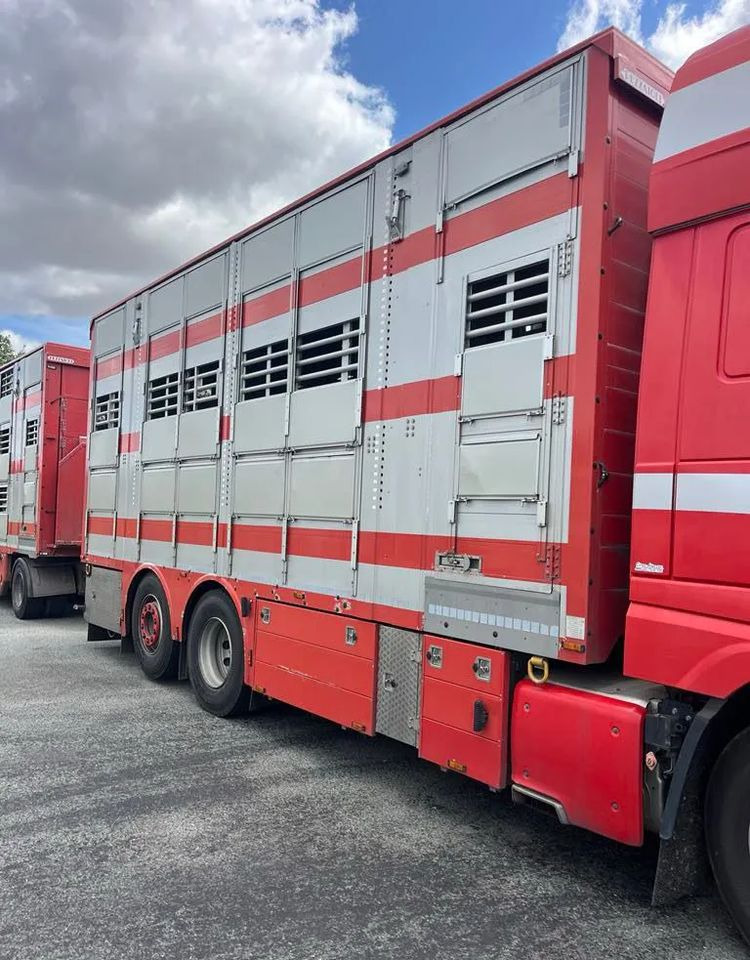 DAF XF 530 + Przyczepa Pezzaoli - 3X Trzoda, 2 X Bydło I 3 poziomy I Podnoszony dach I Hydroburta I Osie Skrętne I Poidła I Wentylatory I Pilot Manualny | - Livestock truck: picture 3 DAF XF 530 + Przyczepa Pezzaoli - 3X Trzoda, 2 X Bydło I 3 poziomy I Podnoszony dach I Hydroburta I Osie Skrętne I Poidła I Wentylatory I Pilot Manualny | - Livestock truck: picture 3