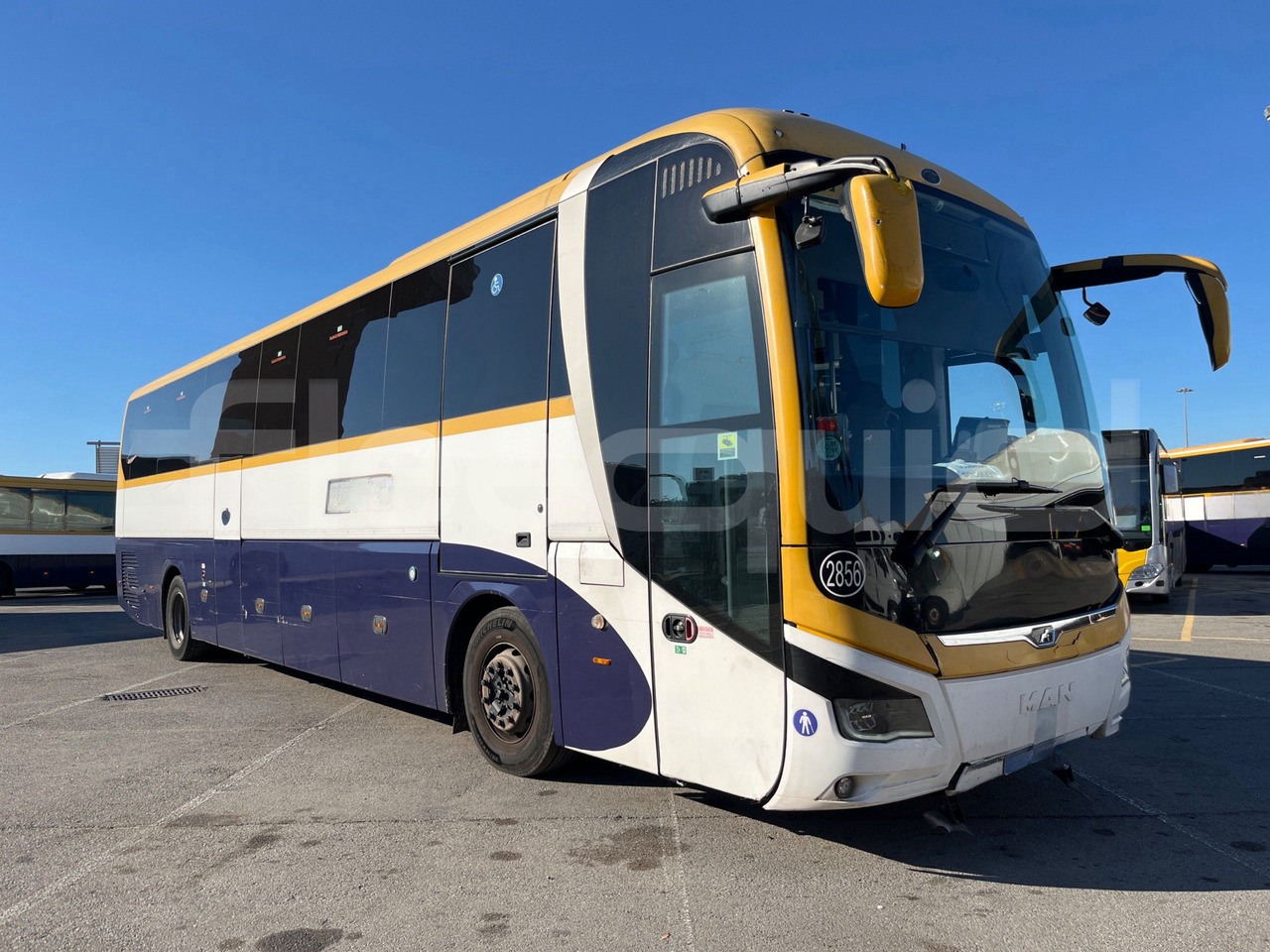 Man Lion's Coach - Coach: picture 1 Man Lion's Coach - Coach: picture 1