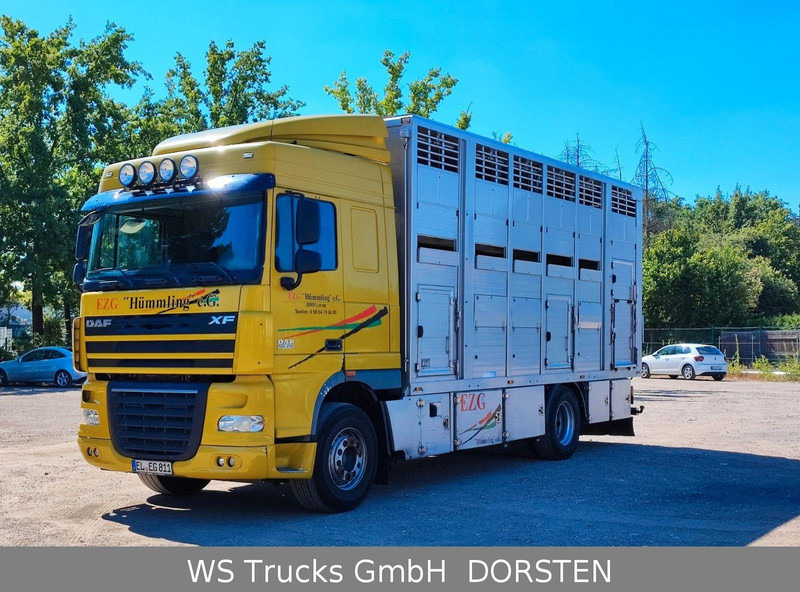 DAF XF410 Menke Doppelstock - Livestock truck: picture 1 DAF XF410 Menke Doppelstock - Livestock truck: picture 1