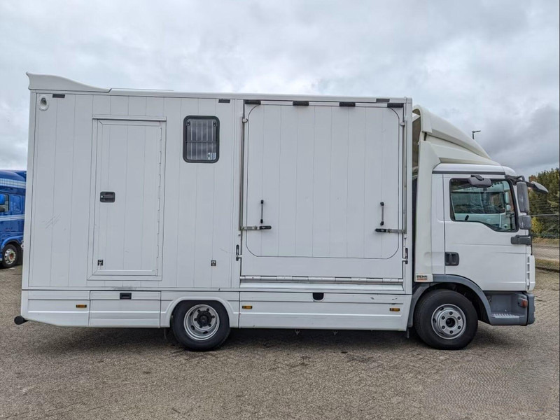 MAN TGL 12.250 - Horse transporter - Horse truck: picture 5 MAN TGL 12.250 - Horse transporter - Horse truck: picture 5