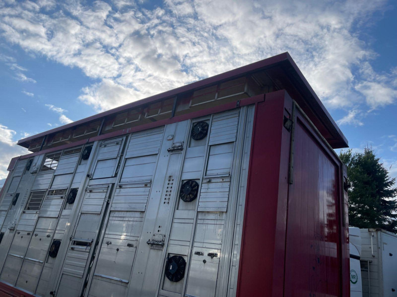 Livestock truck MAN TGX 26.400 6x2-2 LL 3 Stück Finkl Hubdach: picture 9 Livestock truck MAN TGX 26.400 6x2-2 LL 3 Stück Finkl Hubdach: picture 9