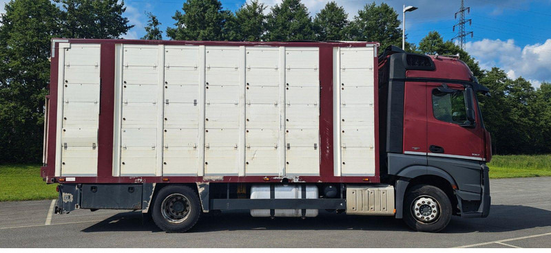 Mercedes-Benz Actros 1851 - Livestock truck: picture 2 Mercedes-Benz Actros 1851 - Livestock truck: picture 2